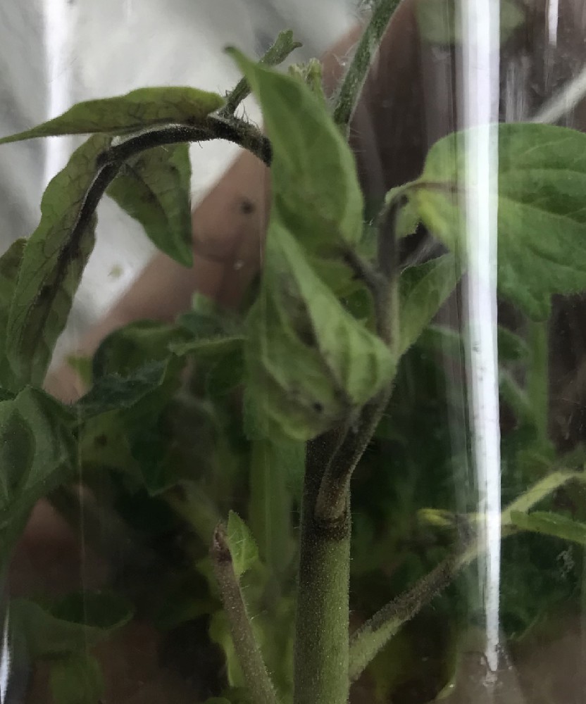 表达花青素番茄