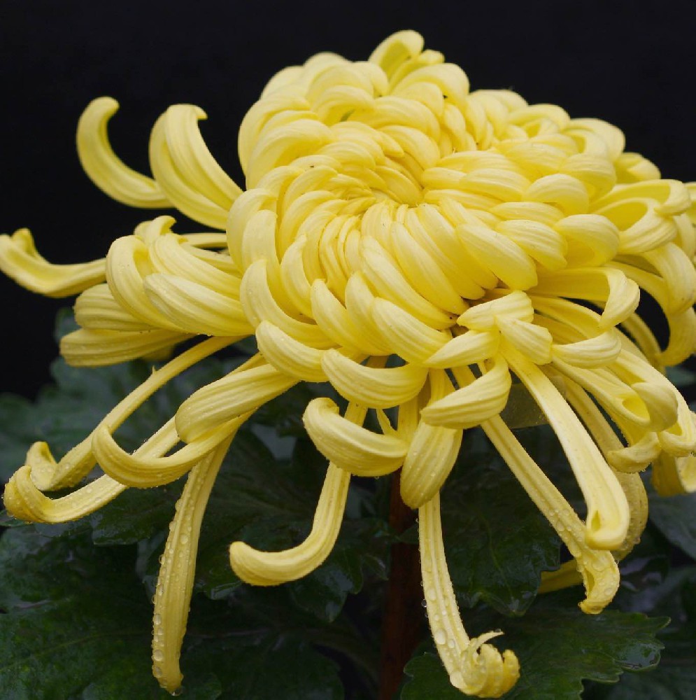 花卉植物遗传转化