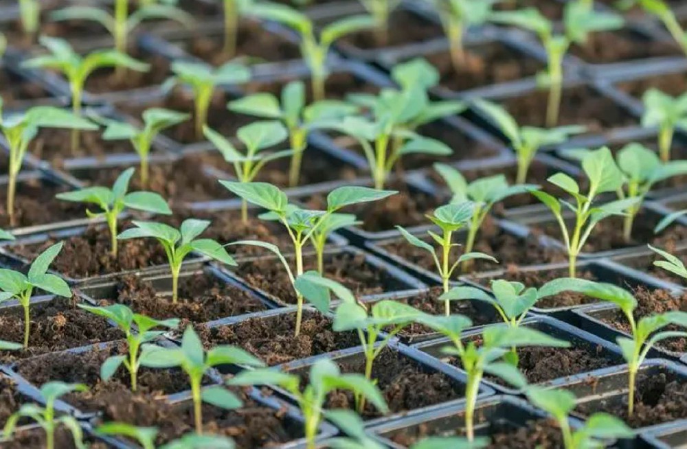 科研植物材料