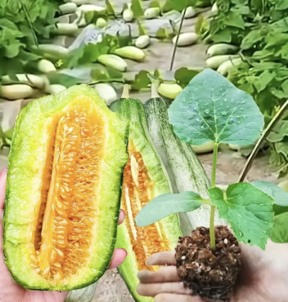 甜瓜基因编辑苗顺利交付